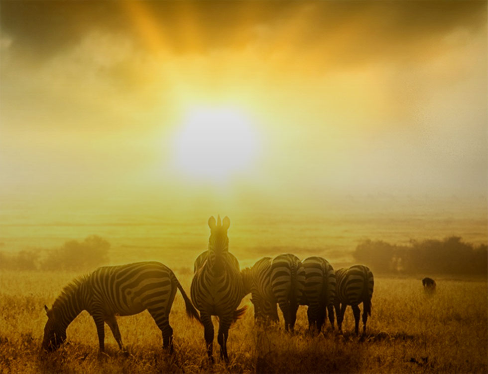 Zebras in der Savanne