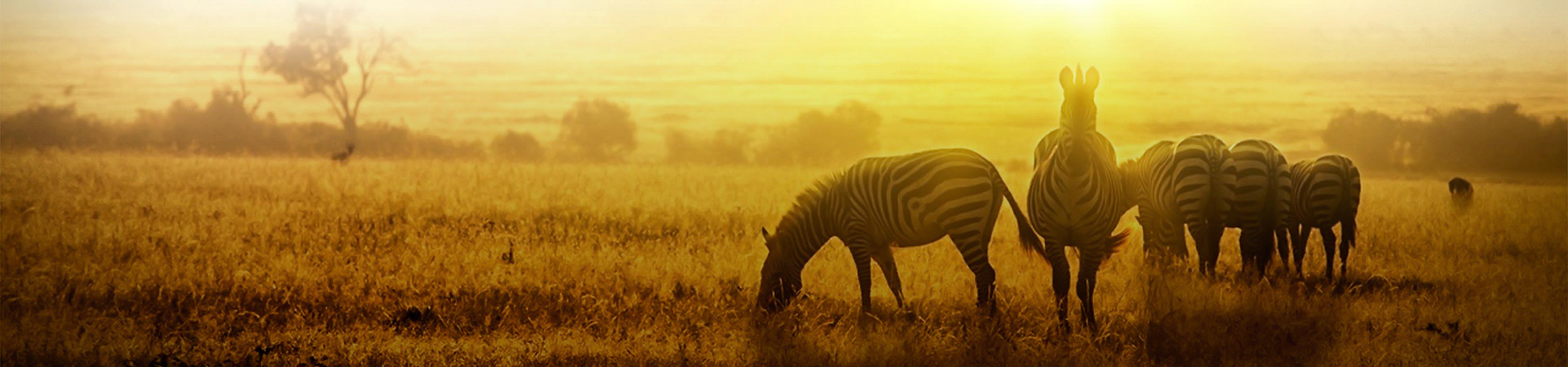 Zebras in der Savanne