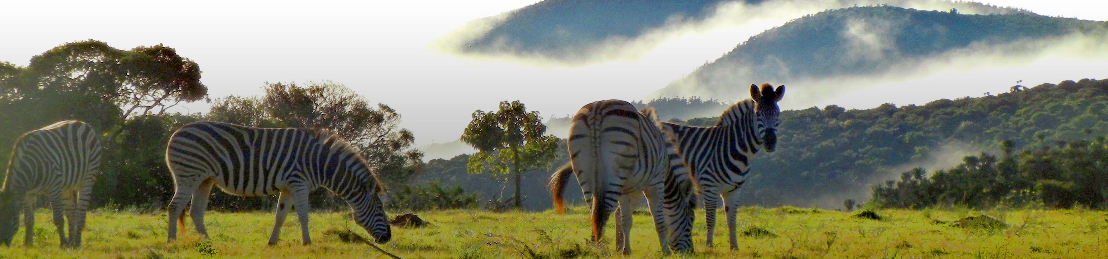 Zebragalerie